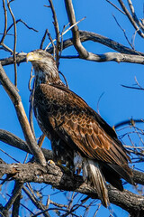 red tailed hawk