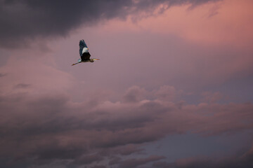 heron flying in storm - Powered by Adobe