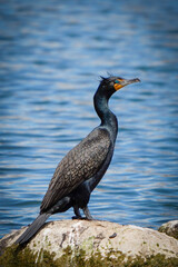 blue heron