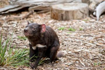 the Tasmanian Devil is a carnivore  they are extremely vicious