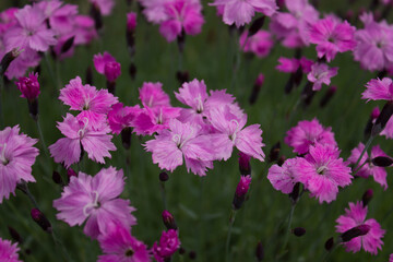 Fototapeta premium Carnation flower. 05.06.2021 17:00