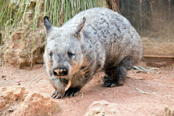 the hairy nosed wombat lives underground during the day