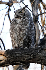 great horned owl