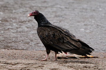 vulture in the wild