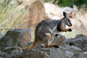 Naklejka premium the yellow footed rock wallaby has a joey in her pouch