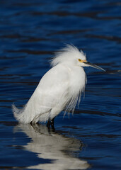 great heron ardea cinerea