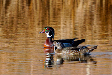 Fototapeta premium duck on the water