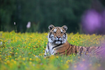 The largest cat in the world, Siberian tiger, Panthera Tigris altaica, on a meadow full of yellow...