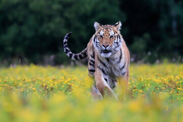 The largest cat in the world, Siberian tiger, Panthera Tigris altaica, running across a meadow full...