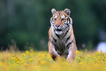 The largest cat in the world, Siberian tiger, Panthera Tigris altaica, running across a meadow full of yellow flowers directly to the camera. Impressionistic scene of the top predator in a nature.