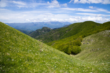 Naklejka premium daffodils flowering in Monte Croce, Apuan Alps in Italy
