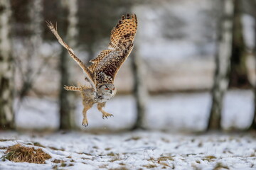 A huge, strong, blonde owl with huge orange eyes flying directly to the photographer on a white snowy trees background. Eurasian Eagle Owl, Bubo bubo sibiricus