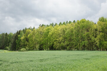 Las. Butryny. Polska - Mazury - Warmia.