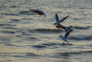 pelican in flight