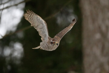 A huge bird of prey Goshawk, Accipiter gentilis, flying due a forest.