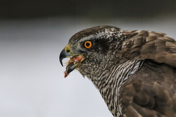 A huge bird of prey Goshawk, Accipiter gentilis, tears prey caught in the snow.