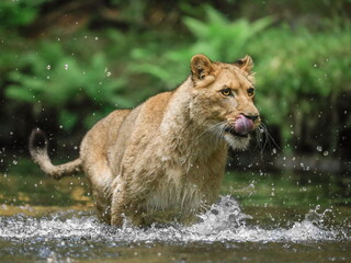 Obraz na płótnie Canvas Close-up portrait of a lioness chasing a prey in a creek. Top predator in a natural environment. Lion, Panthera leo.
