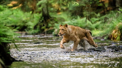 Close-up portrait of a lioness chasing a prey in a creek. Top predator in a natural environment. Lion, Panthera leo. - obrazy, fototapety, plakaty