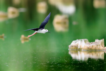 Close-up photo of Black-winged Stilt, black and white bird with very long red legs, landing in the middle of the water surface at the rain and strong backlight. Himantopus himantopus.