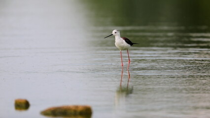 Close-up photo of Black-winged Stilt, black and white bird with very long red legs, wading in the middle of the water surface. Himantopus himantopus.