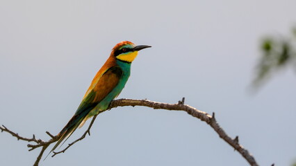 Close-up portrait of Bee-eater sitting on the tree. Flying jewel. European Bee-eater, Merops apiaster