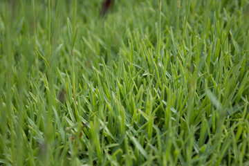 Green carnation stalk stalk. 05.06.2021 17:00