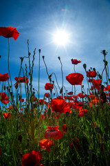 poppies are photographed from below against the background of the sky and sun