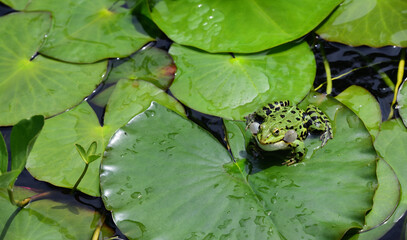 A green frog sits on lily pad in the pond and inflates its cheeks