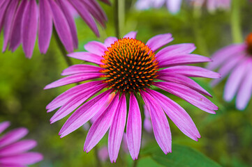 Fototapeta premium Blume in kräftigem pink und orange