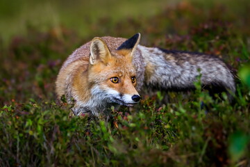 Close-up portrait of a red fox in a dynamic pose in its natural habitat. Vulpes vulpes