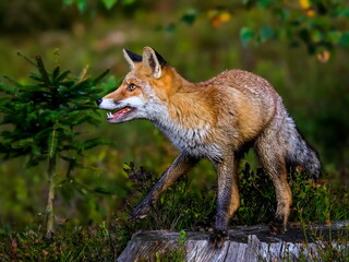 Close-up portrait of a red fox in a dynamic pose in its natural habitat. Vulpes vulpes