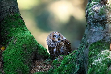 Close-up portrait of a beautiful owl on a colorful background of an autumn forest. Tawny Owl, Strix aluco.