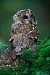 Close-up portrait of a beautiful owl on a colorful background of an autumn forest. Tawny Owl, Strix aluco.