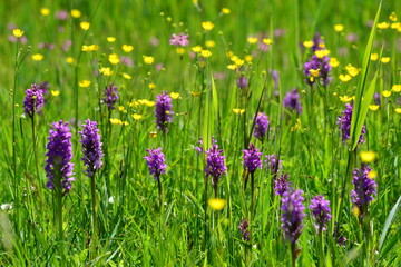 Southern marsh Orchid, Jersey, U.K. Spring marsh wildflowers.