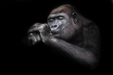 sly monkey gorilla female holds her hands near her face as if lighting a cigarette © Mikhail Semenov