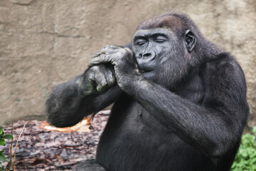 Fototapeta na wymiar female gorilla with hands at the muzzle, funny as if lighting a cigarette