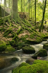 Obraz premium offene Wurzel am Bachlauf