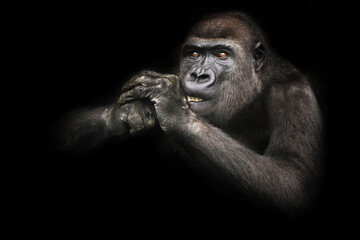 Eyes attentive teeth bared gorilla female gnaws something while holding hands at the muzzle pulls back © Mikhail Semenov