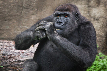  female gorilla gnaws something while holding her hands at the muzzle pulls back, gorilla gnaws,