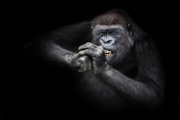 Funny female gorilla diligently gnaws something hard bared her teeth, screwing up her eyes from effort, holding her hands near the muzzle - obrazy, fototapety, plakaty