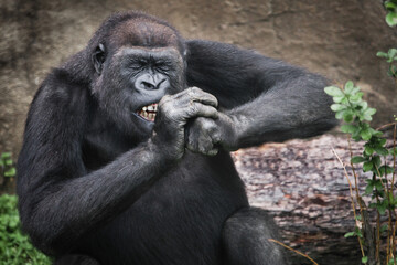 The female gorilla is diligently gnawing something hard, bared her teeth, screwing up her eyes with effort, holding her hands to her muzzle against