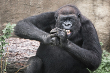A female gorilla with bared teeth and squinting, closing her eyes gnawing a hard object, food, upper body