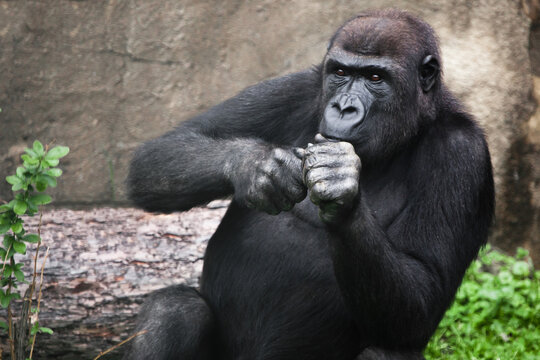 gorilla female sitting holding her hands by her face looks attentively