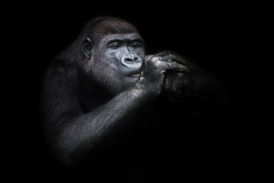 Squinting female gorilla with hands at the muzzle close-up, funny as if lighting a cigarette