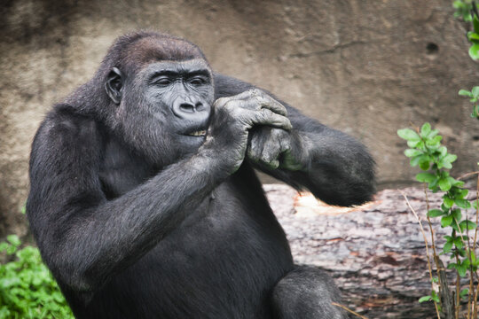 Diligent female gorilla gnaws something while holding her hands at the muzzle pulls back, gorilla gnaws,