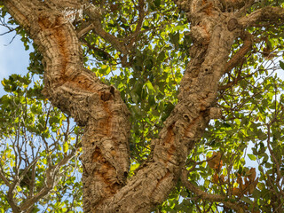 Fototapeta na wymiar Gnarled Trunks of a Cork Tree in California