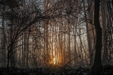 Wald im Herbst bei Sonnenaufgang