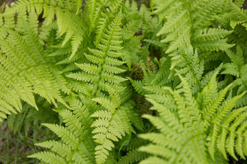 Young fern. 05.06.2021 17:30