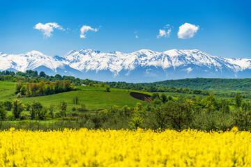 Snowy Carpathian Mountains and rapeseed field - Spring in Romania