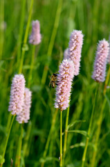 macro image bee on pink flower